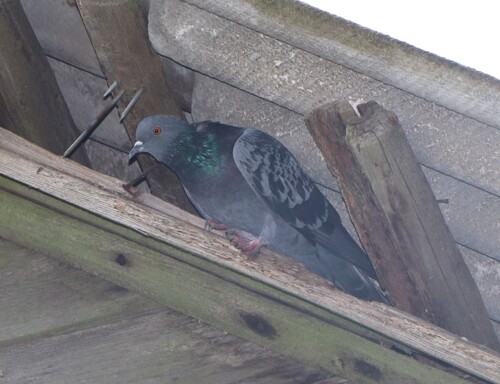 Feral Pigeon