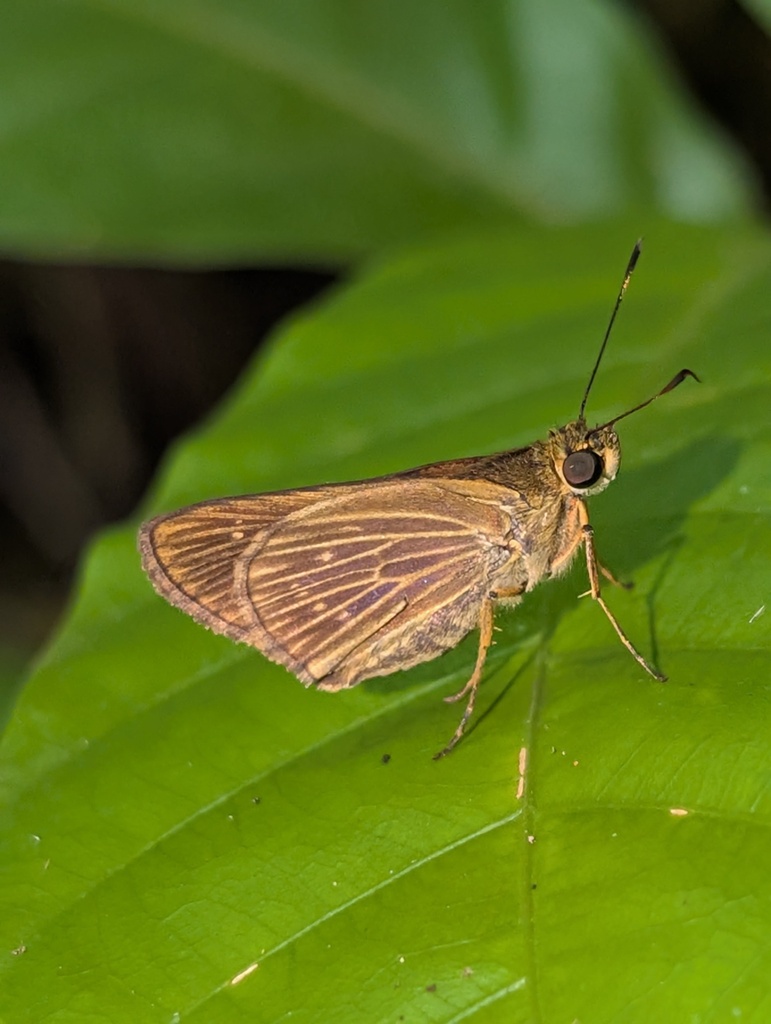 Saturnus meton