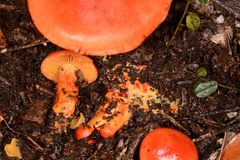 Cortinarius austrocinnabarinus