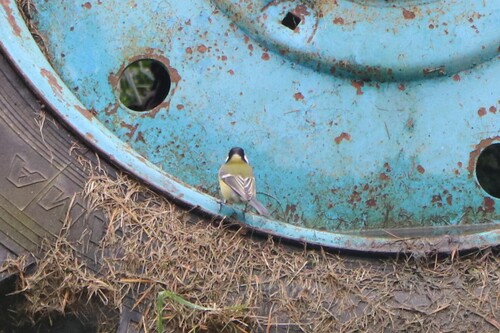 Great Tit