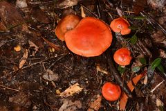 Cortinarius austrocinnabarinus