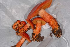 Cortinarius austrocinnabarinus