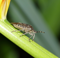 Rhaphigaster nebulosa