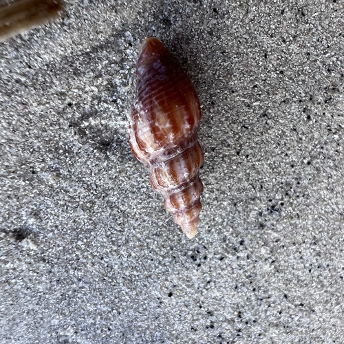 Cominella eburnea observed 2026-10-09