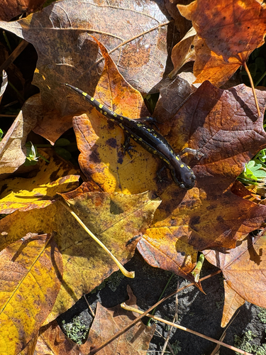 Spotted Salamander