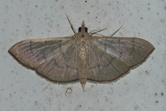 Poliobotys ablactalis