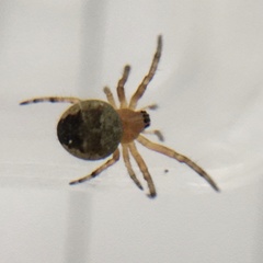 Araneus diadematus