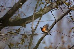 Setophaga ruticilla image