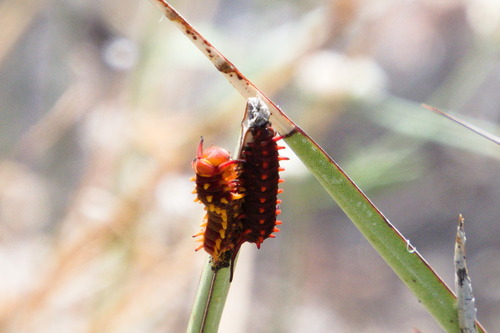 Polydamas Swallowtail photo 6