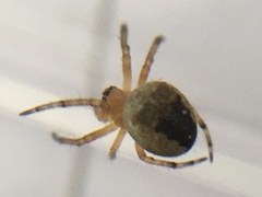 Araneus diadematus