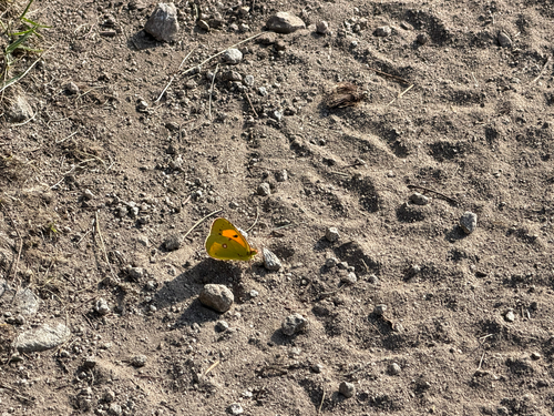 Clouded Yellow