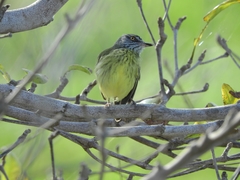 Todirostrum maculatum
