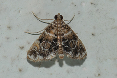 Elophila difflualis