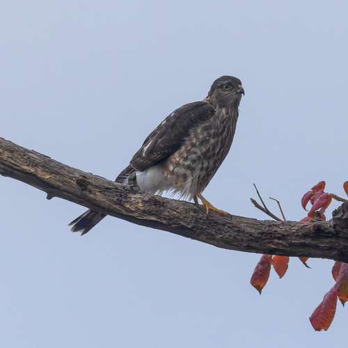 Sharp-shinned Hawk