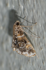 Elophila difflualis