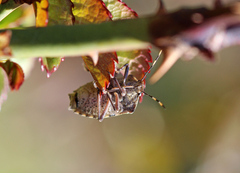 Rhaphigaster nebulosa
