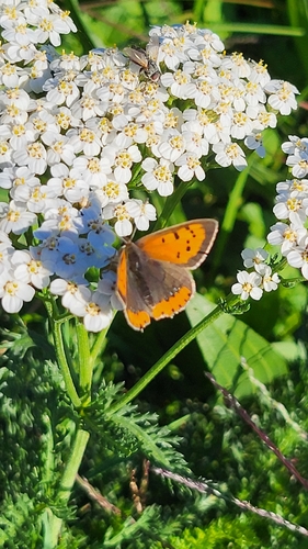 Small Copper