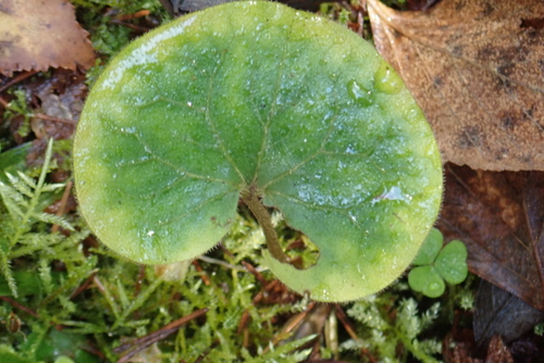 Asarabacca