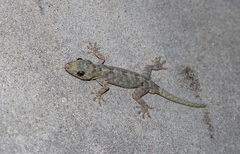 Gekko chinensis