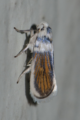 Comocritis pieria