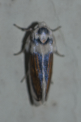 Comocritis pieria