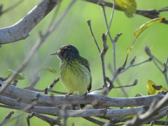 Todirostrum maculatum