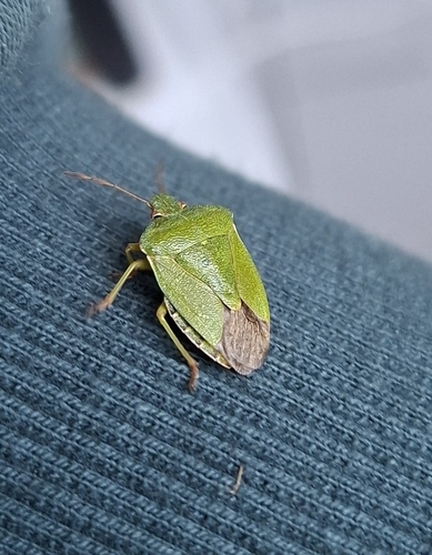 Green Shield Bug