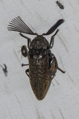 Callirhipidae