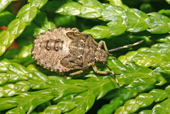 Rhaphigaster nebulosa