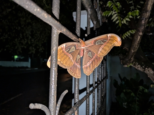 Sri Lankan Atlas Moth