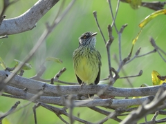 Todirostrum maculatum