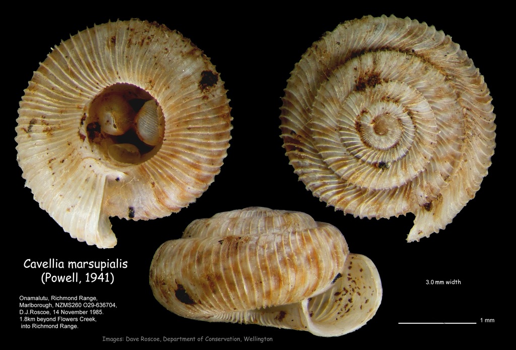 Cavellia marsupialis