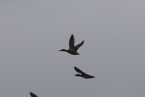 Northern Shoveler