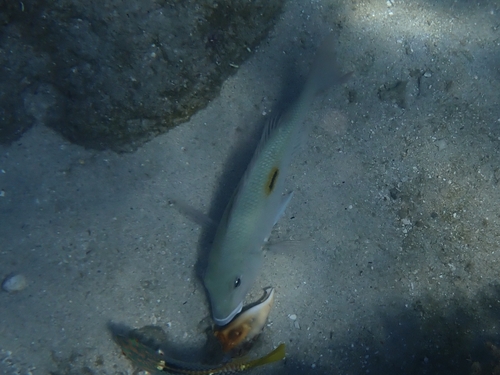 Lethrinus harak observed 2026-10-12