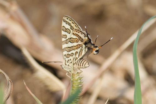 Common Shot Silverline