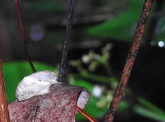 Oxymacaria temeraria