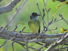 Todirostrum maculatum