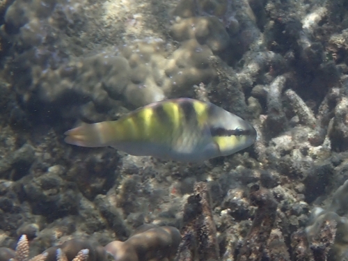 Scarus scaber observed 2026-10-12