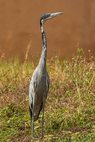 Black-headed Heron