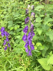Aconitum napellus