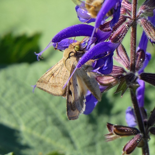 Cotton Bollworm Moth