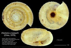 Image of Alsolemia cresswelli