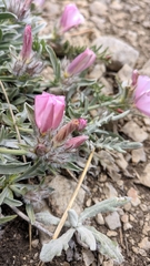 Convolvulus calvertii