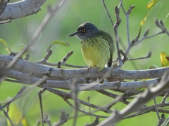 Todirostrum maculatum