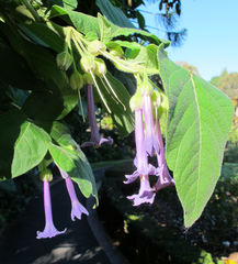 Iochroma