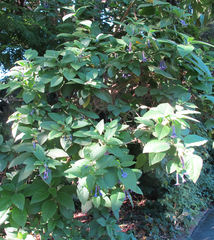 Iochroma