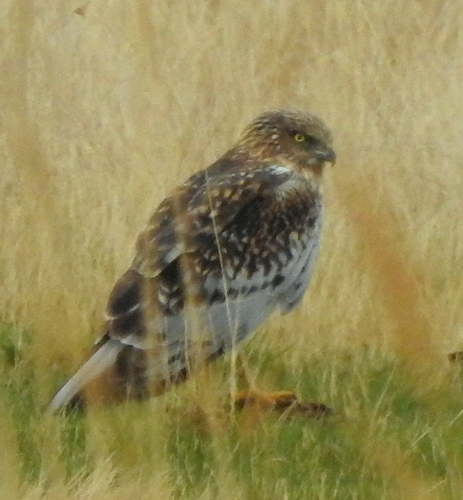 Eastern Marsh Harrier