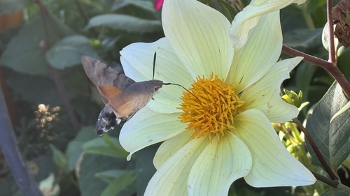 Eurasian Hummingbird Hawkmoth