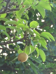 Pyrus pyrifolia