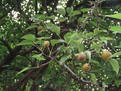 Pyrus pyrifolia
